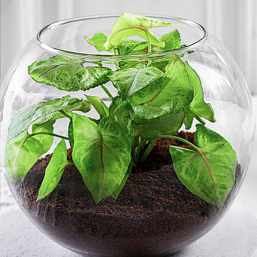 Syngonium Plant Vase For Incredible Mom