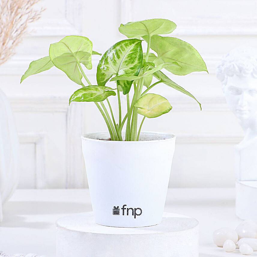 Syngonium White Plant in Imported Plastic Pot