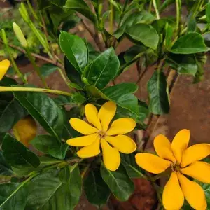Goldren Yellow Ghandaraj Flower (Highly Fragrant) Plant & Tree (2 Years Old Plant) Ready To Bloom Buy @ ₹499