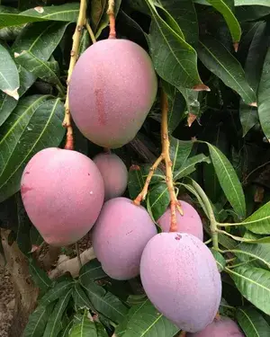 Suvarna Rakha Dwarf Variety (Air Layering) Mango Fruit 1.5-3.5 Ft Live Plant & Tree For Home Gardening, Original Suvarna Rakha Mango Plant Limited Stock, Plant Age: 1.5 Years (Hybrid, Pack Of 1) Buy @ ₹549