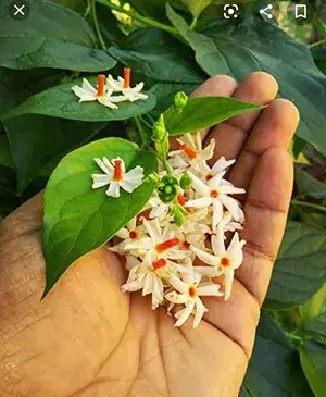 Flowering Parijat/Harsingar Live Plant & Tree | All Time 12 Months Tree | Night Flowering Jasmine | Night Queen Highly Fragrant Plant | Pack of 1 (Hybrid, Pack of 1) Buy @ ₹499