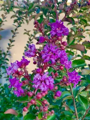 Lagerstroemia Furush Violet Flowering Live Plant & Tree For Shrub/Home Gardening (Pack Of 1) Buy @ ₹499