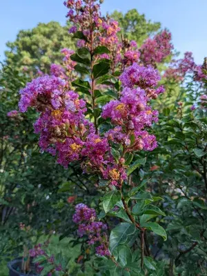 Lagerstroemia Furush Violet Flowering Live Plant & Tree For Shrub/Home Gardening (Pack Of 1) Buy @ ₹499