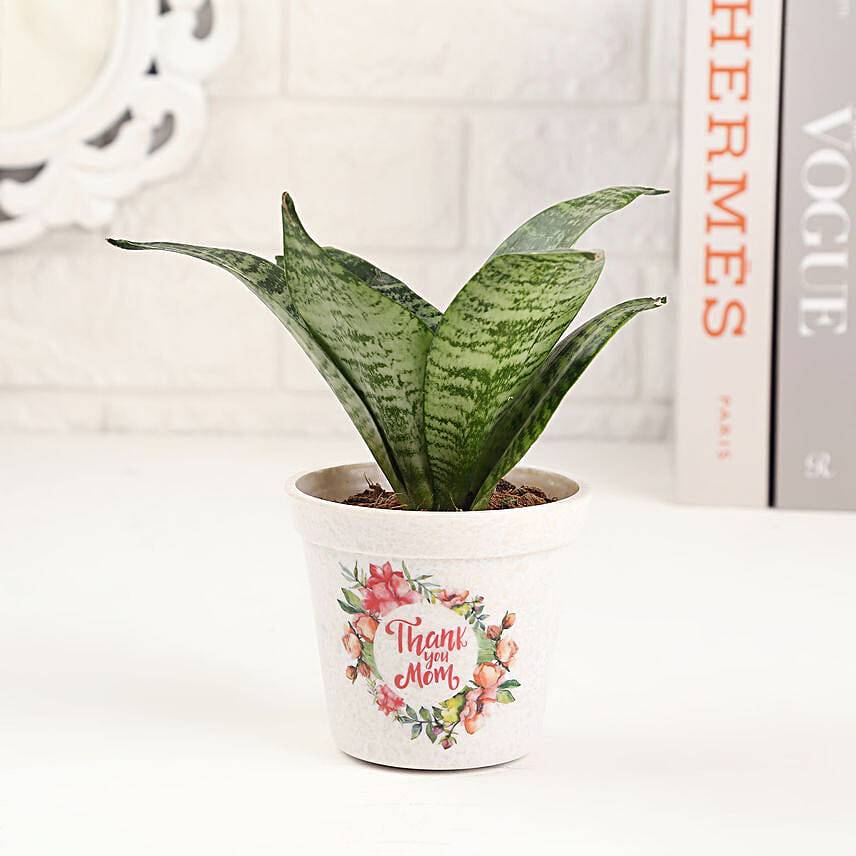 Thank You Mom Sansevieria Plant Pot