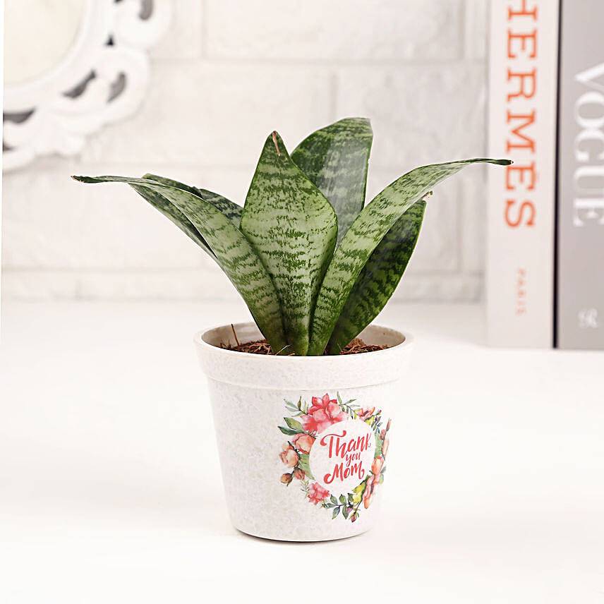Thank You Mom Sansevieria Plant Pot