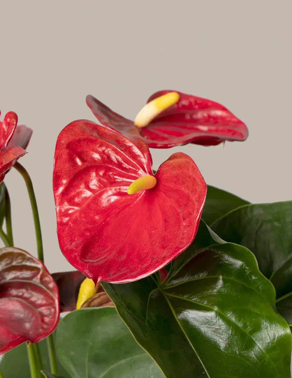 Anthurium Red Plant