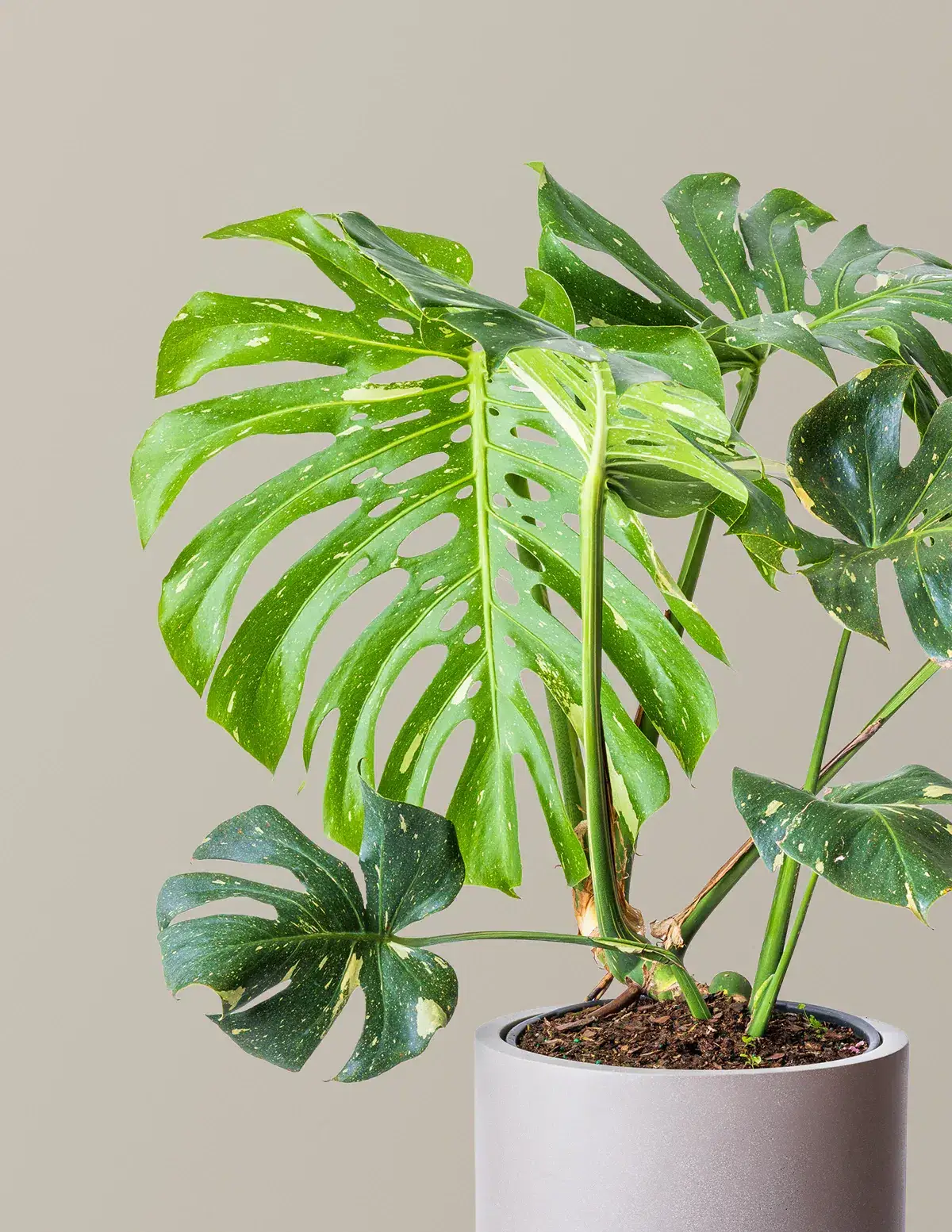 Monstera Thai Constellation