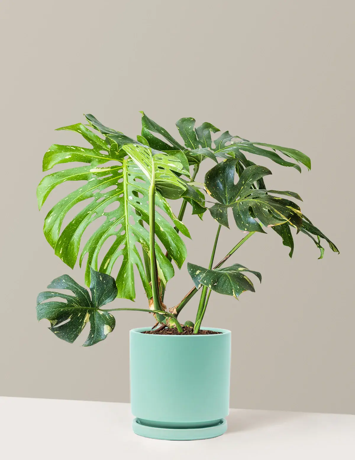 Monstera Thai Constellation