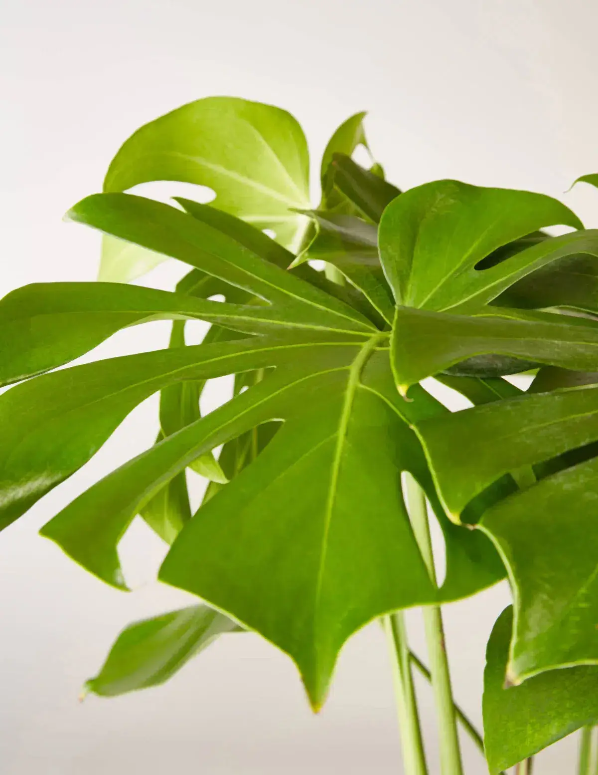 Monstera Deliciosa Plant