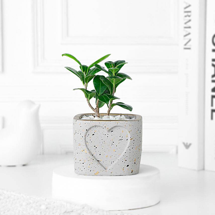 Timeless Tranquility Ficus Compacta