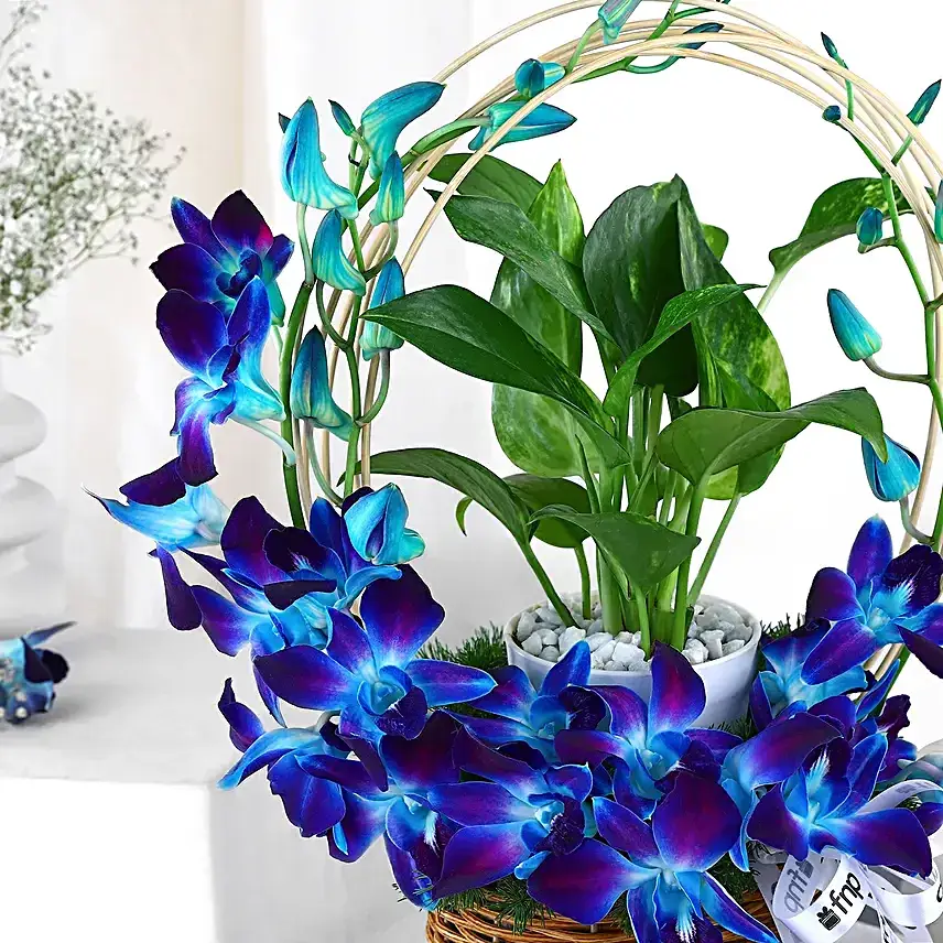 Tranquil Orchid and Prosperity Plant Gift