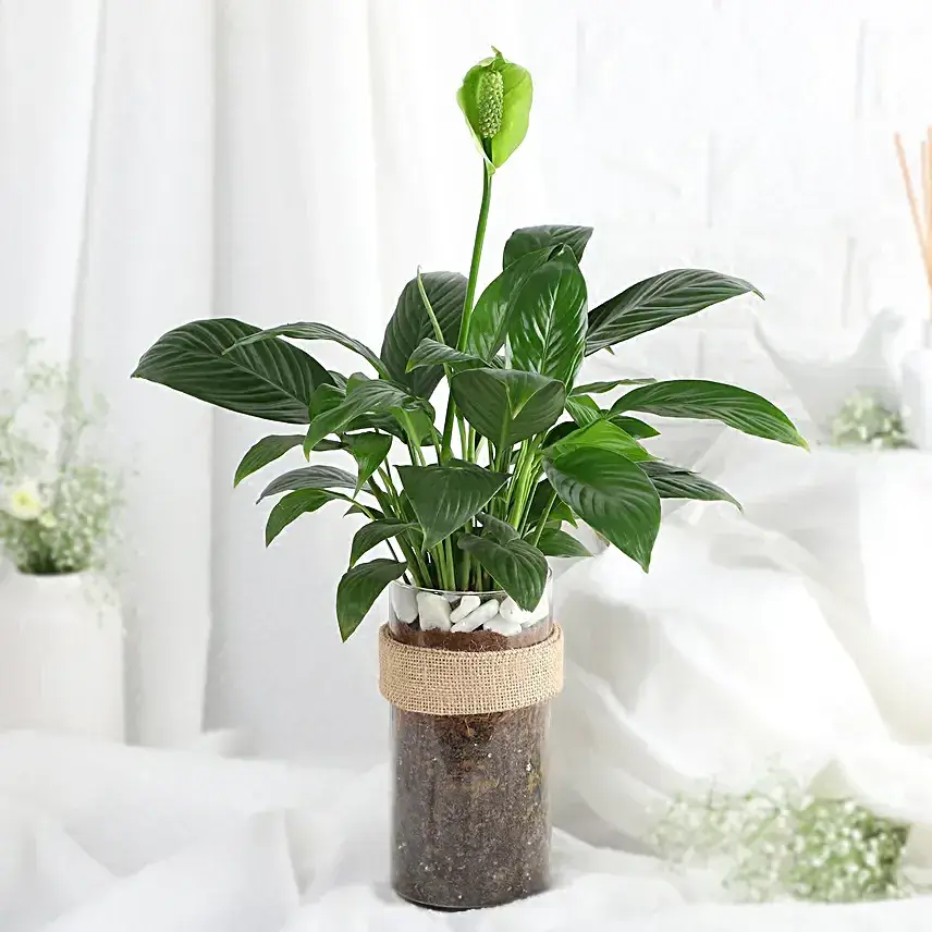 Tranquil Peace Lily Vase Gift