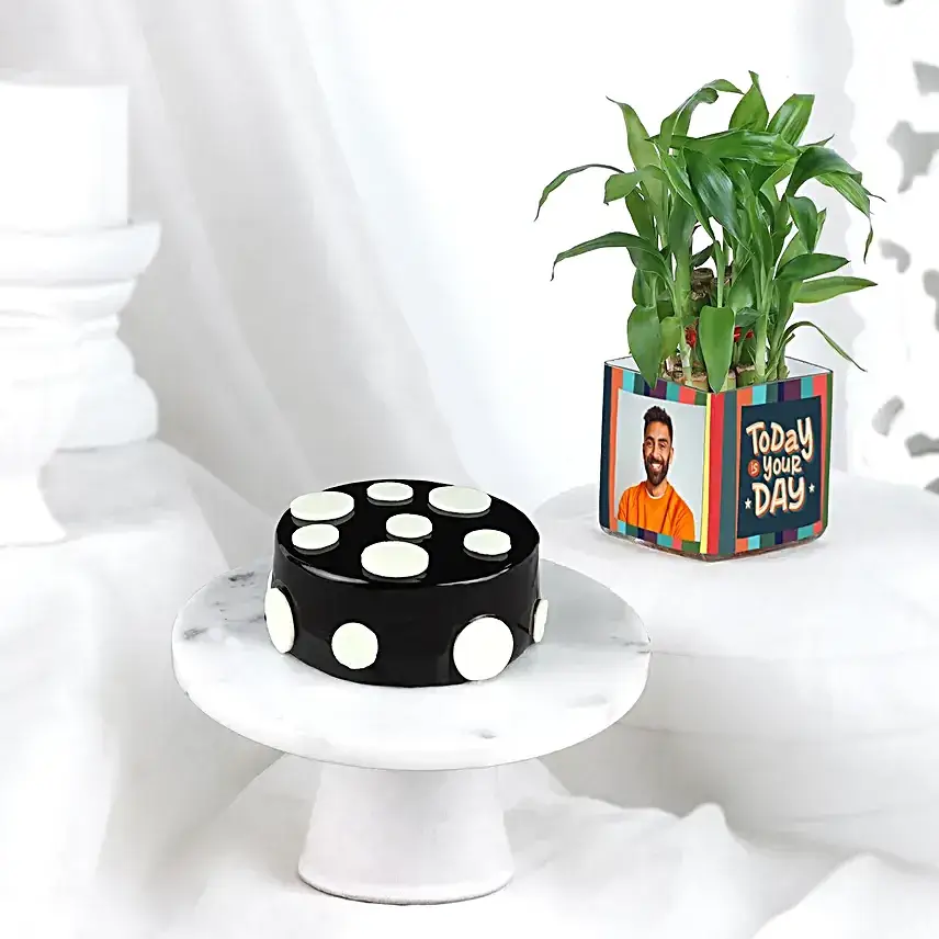 Truffle Bento Cake & Bamboo Plant Combo