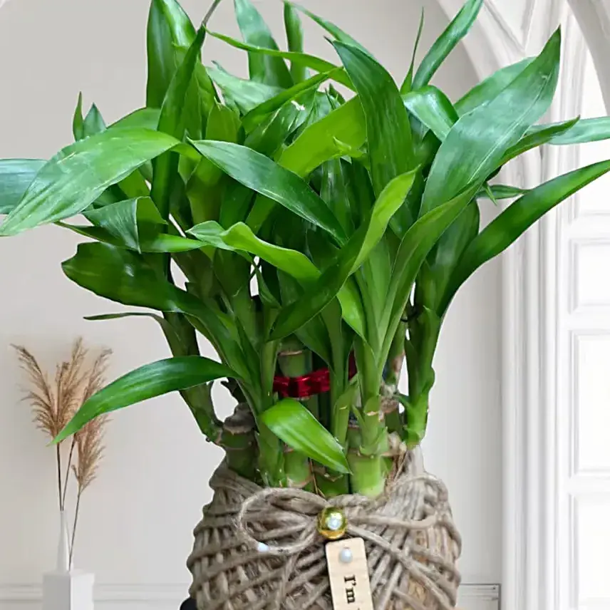Two Layer Bamboo Kokedama