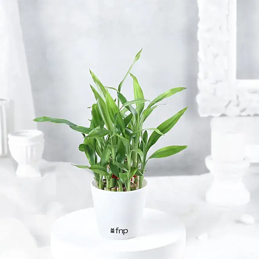 Two Layer Bamboo Plant Cadbury 5 Star Combo