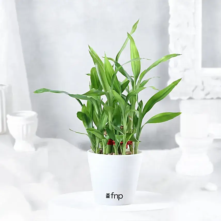 Two Layer Bamboo Plant Cadbury 5 Star Combo