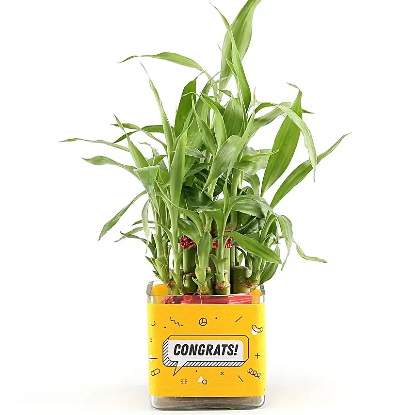 Two Layer Lucky Bamboo Plant For Congratulations