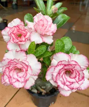 Adenium (Grafted) Flowering Live Plant Home Decoration & Gardening (Pack Of 1) Buy @ ₹499