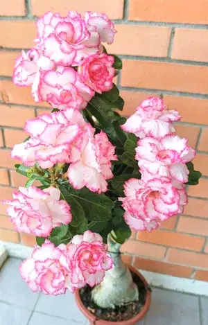 Adenium (Grafted) Flowering Live Plant Home Decoration & Gardening (Pack Of 1) Buy @ ₹499