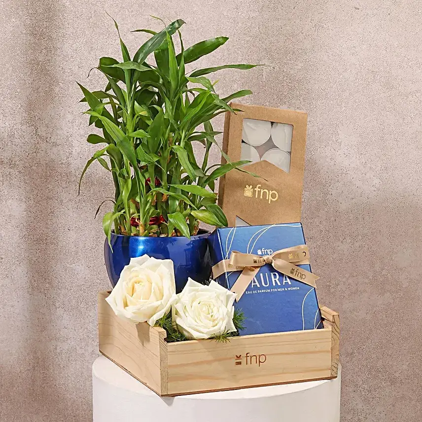 Unisex Diwali Plant n Perfume Hamper