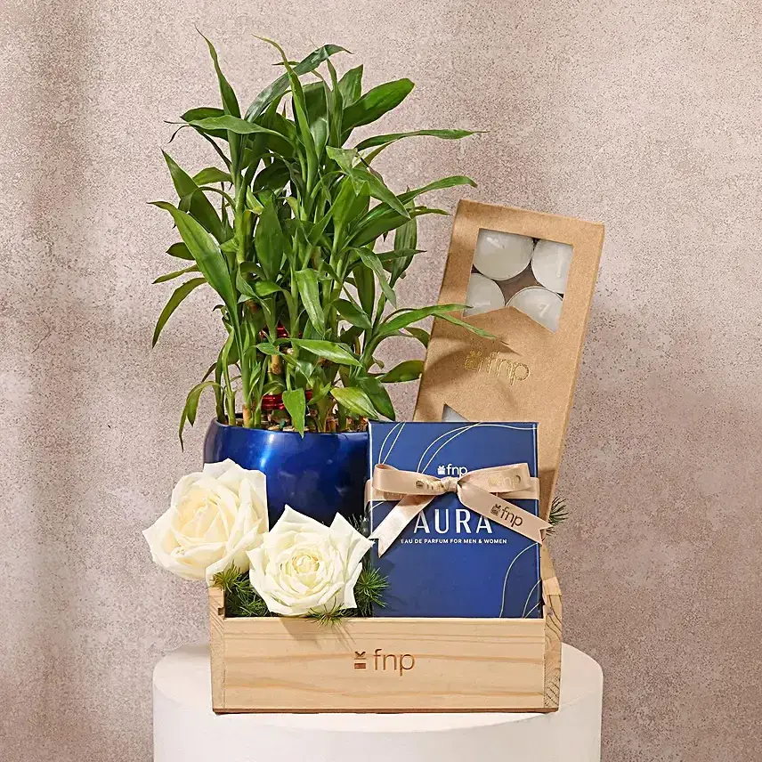 Unisex Diwali Plant n Perfume Hamper