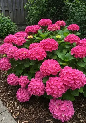 Gorgeous Pink Hydrangea Flowering Live Plant (1.5-2 Ft Size) For Bush/Shrub/Home Decoration & Gardening (Pack Of 1) Buy @ ₹549