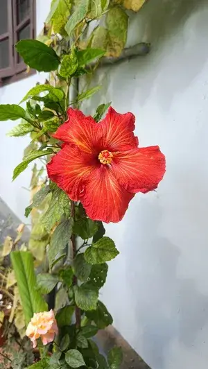 Easy To Care Hibiscus Hidden Valley Flowering Plant, Pack Of 1 Buy @ ₹499