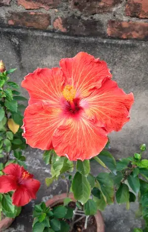 Easy To Care Hibiscus Hidden Valley Flowering Plant, Pack Of 1 Buy @ ₹499