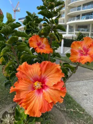 Easy To Care Hibiscus Hidden Valley Flowering Plant, Pack Of 1 Buy @ ₹499