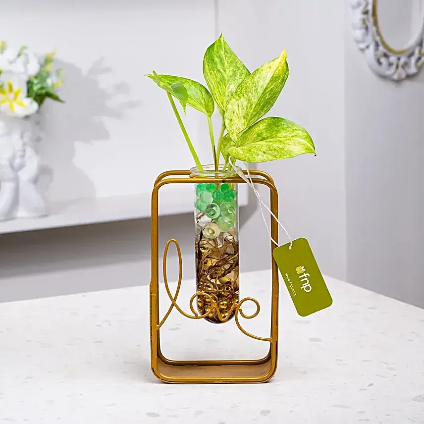 Valentine Love Money Plant Terrarium