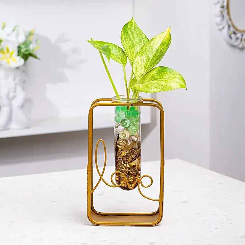 Valentine Love Money Plant Terrarium