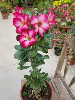 Adenium (Grafted) Flower Live Plant For Home Gardening Beautiful Pink Adenium Hybrid Flower Plant (Pack Of 1) Buy @ ₹499