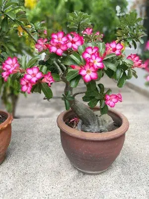 Adenium (Grafted) Flower Live Plant For Home Gardening Beautiful Pink Adenium Hybrid Flower Plant (Pack Of 1) Buy @ ₹499