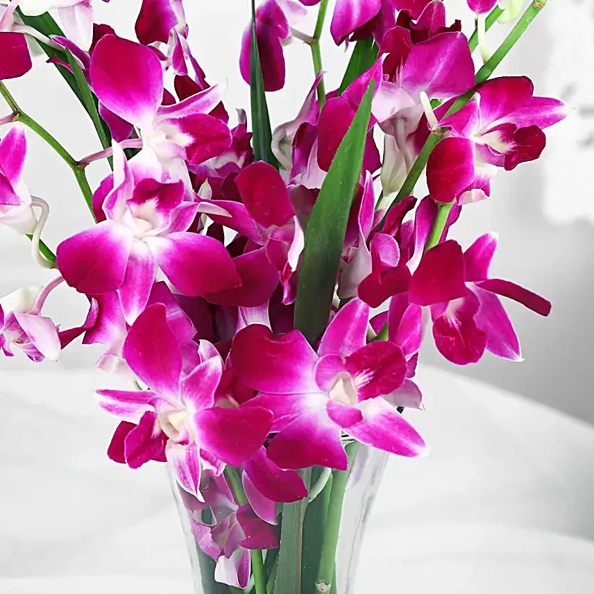 Vibrant Purple Orchid Bunch