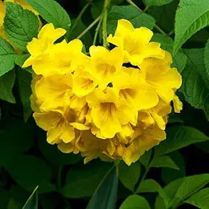 Yellow  tecoma Flowering Live Plant For Shrub/Bush/Home Gardening Yellow Azalea Grafted Plant (Pack Of 1) Buy @ ₹499