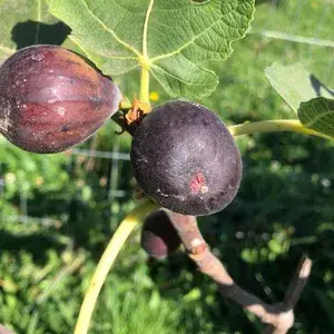 Thailand Hybrid Black Fig Fruit Plant (Pack Of 1) Buy @ ₹499