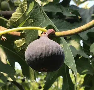 Thailand Hybrid Black Fig Fruit Plant (Pack Of 1) Buy @ ₹499