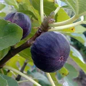 Thailand Hybrid Black Fig Fruit Plant (Pack Of 1) Buy @ ₹499