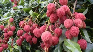 Litchi (Shahi,Muzaffarpur) Hybrid Fruit Plant & Tree (1.5-3.5 Ft Hight) For Home Gardening (Pack Of 1, Grafted Plant) Buy @ ₹499