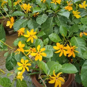Goldren Yellow Ghandaraj Flower Highly Fragrant Plant & Tree (Pack Of 1) Buy @ ₹499