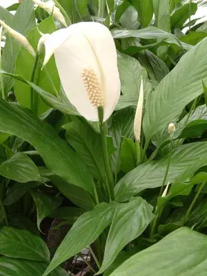 Low Maintenance Live Peace Lily Plant | Air Purifying Spathiphyllum Indoor Plant | With Flower Pot for Home, Office & Living Room Buy @ ₹499
