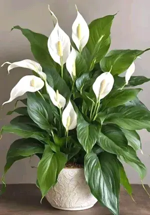 Low Maintenance Live Peace Lily Plant | Air Purifying Spathiphyllum Indoor Plant | With Flower Pot for Home, Office & Living Room Buy @ ₹499