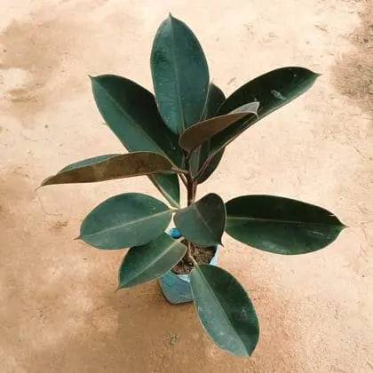 Rubber plant in 5 inch polybag