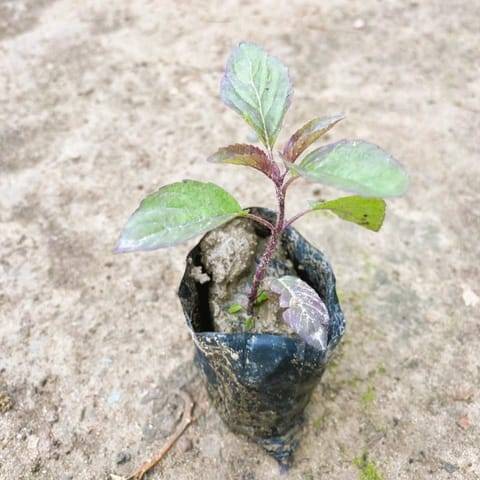 Rama Tulsi in 3 Inch Nursery Bag