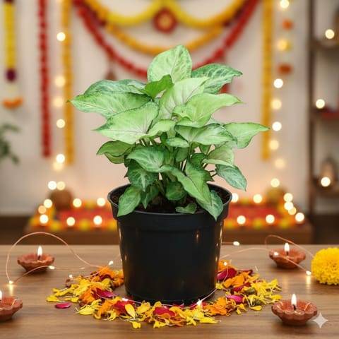 Syngonium Pixie Green in 4 Inch Nursery Pot