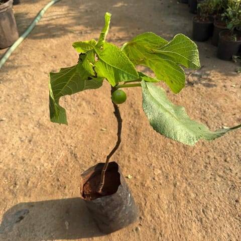 Anjeer / Fig in 6 Inch Nursery Bag
