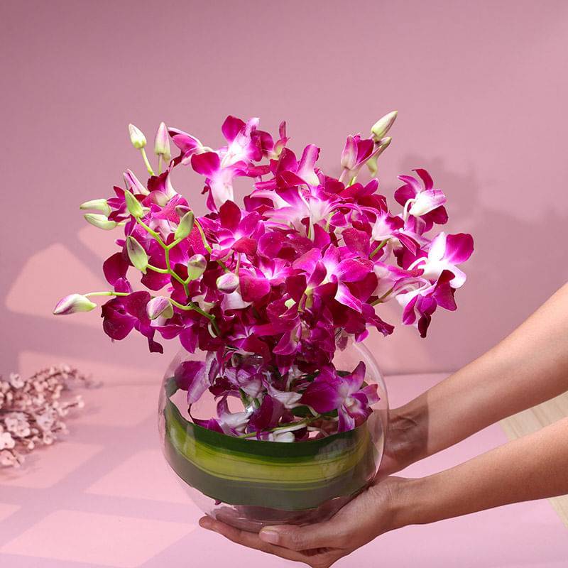 Where Orchids Echo Joy