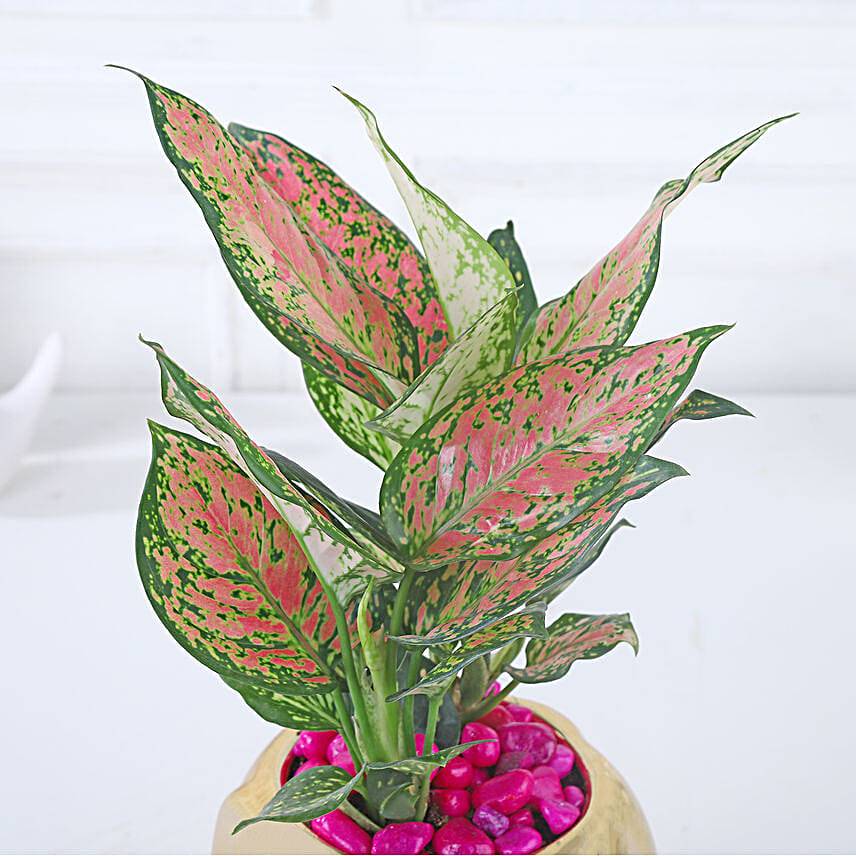 Whimsical Pink Aglaonema Haven