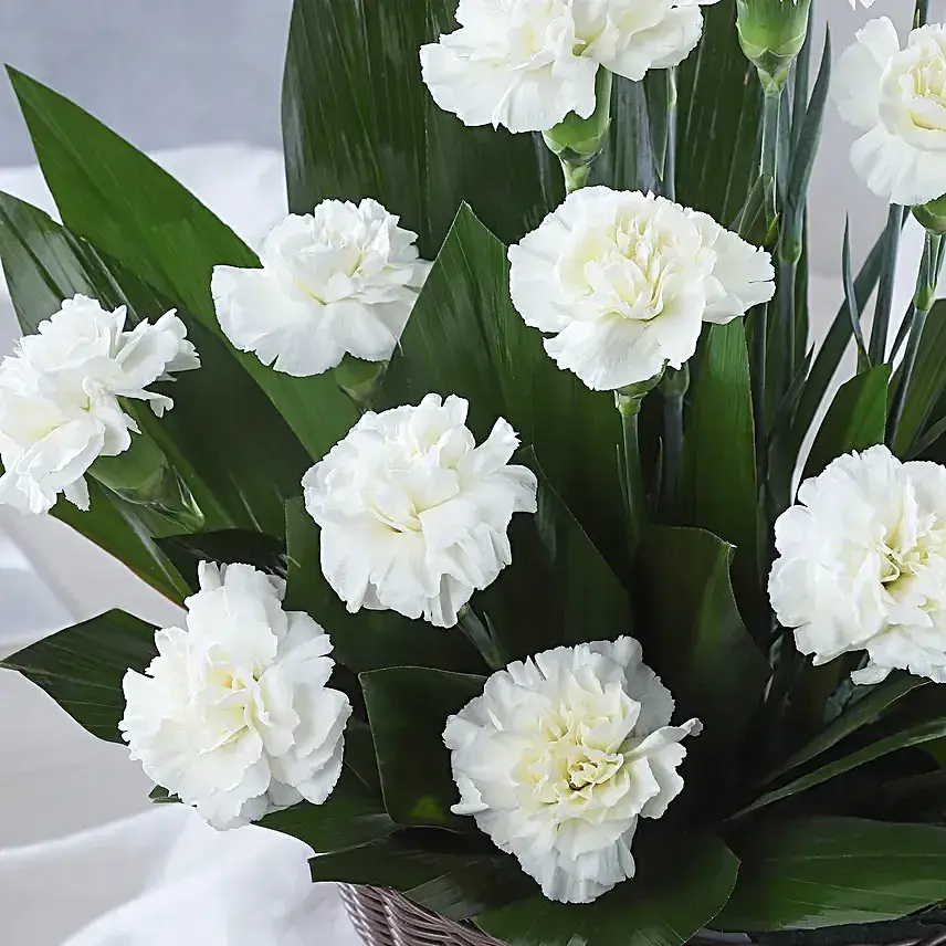 White Carnations Cane Basket Arrangement
