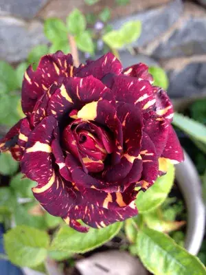 Abracadabra Beautiful Bicolor Rose Flower Plant & Tree For Home Garden (Pack Of 1) Buy @ ₹499